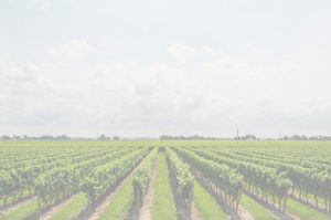 photo champ de vignes
